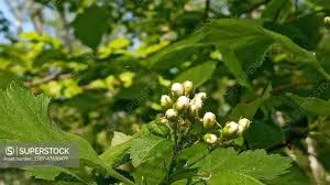 Attēlu rezultāti vaicājumam “Viburnum opulus bud”