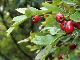 Attēlu rezultāti vaicājumam “Crataegus monogyna subsp. nordica”