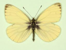 Attēlu rezultāti vaicājumam “Pieris napi underside”