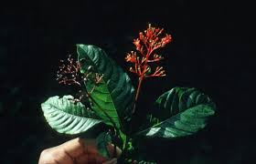 Attēlu rezultāti vaicājumam “Rubiaceae”