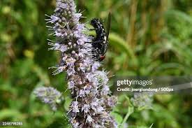 Attēlu rezultāti vaicājumam “Mentha longifolia flower”