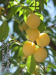 Attēlu rezultāti vaicājumam “Prunus cerasifera var. divaricata bud”