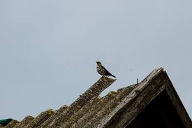 Attēlu rezultāti vaicājumam “Cuculus canorus juvenile”