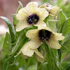 Attēlu rezultāti vaicājumam “Hyoscyamus niger fruit”