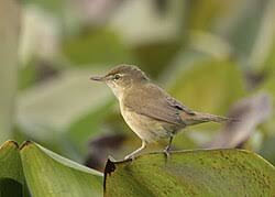 Attēlu rezultāti vaicājumam “Acrocephalus dumetorum”