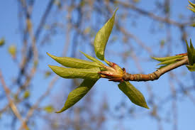 Attēlu rezultāti vaicājumam “Populus x gileadensis”