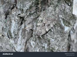 Attēlu rezultāti vaicājumam “Catocala nupta”