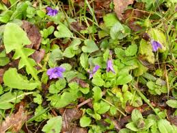 Image result for Viola cornuta