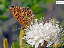 Attēlu rezultāti vaicājumam “Boloria eunomia underside”
