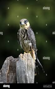 Attēlu rezultāti vaicājumam “Falco subbuteo adult”