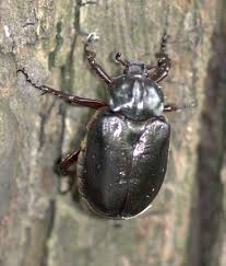 Attēlu rezultāti vaicājumam “Osmoderma barnabita imago”