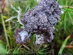 Attēlu rezultāti vaicājumam “Fuligo gyrosa”