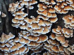 Attēlu rezultāti vaicājumam “Hapalopilus croceus”