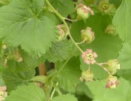 Attēlu rezultāti vaicājumam “Ribes nigrum flower”