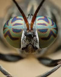 Attēlu rezultāti vaicājumam “Lycogala sphaeroconicum macro”