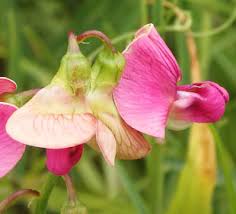 Attēlu rezultāti vaicājumam “Lathyrus sylvestris bud”