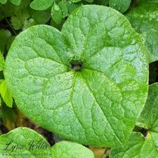 Attēlu rezultāti vaicājumam “Aristolochiaceae”