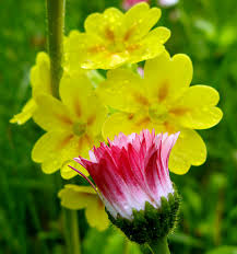 Attēlu rezultāti vaicājumam “xComagaria rosea  flower”