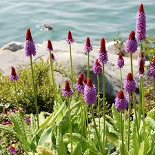 Attēlu rezultāti vaicājumam “Primula veris var. rubra flower”