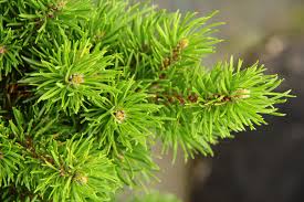 Attēlu rezultāti vaicājumam “Pinus banksiana”