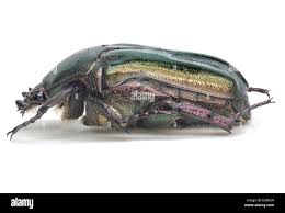 Attēlu rezultāti vaicājumam “Potosia cuprea”