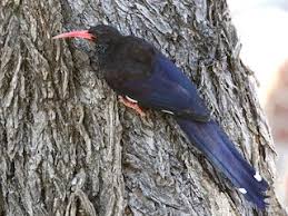 Image result for hoepoe