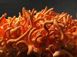 Attēlu rezultāti vaicājumam “Cordyceps”