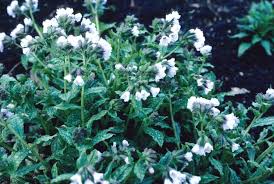 Attēlu rezultāti vaicājumam “Pulmonaria saccharata”