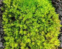 Attēlu rezultāti vaicājumam “Bryum argenteum”