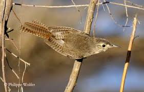 Attēlu rezultāti vaicājumam “Troglodytes troglodytes”