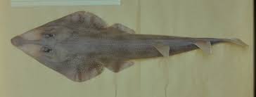 Image result for Rhinobatos rhinobatos
