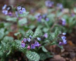 Attēlu rezultāti vaicājumam “Pulmonaria saccharata leaf”