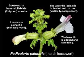 Attēlu rezultāti vaicājumam “Pedicularis palustris flower”