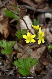 Attēlu rezultāti vaicājumam “Waldsteinia geoides flower”