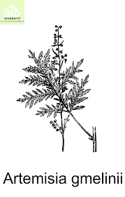 Image result for Artemisia gmelinii
