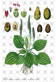 Attēlu rezultāti vaicājumam “Plantago major subsp. intermedia leaf”