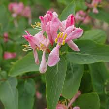 Attēlu rezultāti vaicājumam “Lonicera tatarica flower”