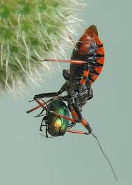 Attēlu rezultāti vaicājumam “Rhynocoris annulatus”