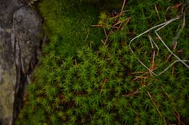 Attēlu rezultāti vaicājumam “Polytrichastrum formosum”