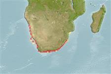 Image result for Chrysoblephus cristiceps