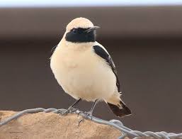 Image result for Oenanthe hispanica