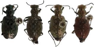 Attēlu rezultāti vaicājumam “Elaphrus cupreus”