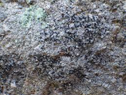 Attēlu rezultāti vaicājumam “Alyxoria varia”