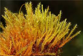 Attēlu rezultāti vaicājumam “Campylium stellatum”