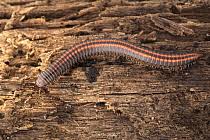 Attēlu rezultāti vaicājumam “Ommatoiulus sabulosus”