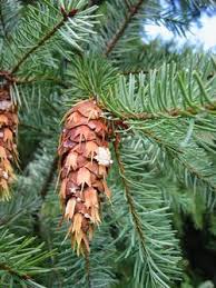 Attēlu rezultāti vaicājumam “Pseudotsuga menziesii”