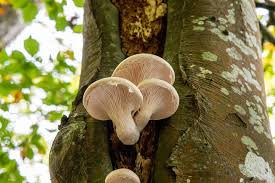 Attēlu rezultāti vaicājumam “Pleurotus ostreatus”
