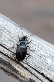 Attēlu rezultāti vaicājumam “Nebria brevicollis”