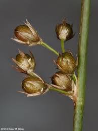 Attēlu rezultāti vaicājumam “Juncus filiformis”
