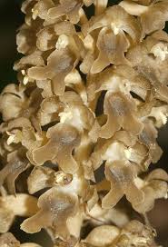 Attēlu rezultāti vaicājumam “Neottia nidus-avis”